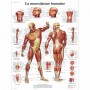 AFFICHE MUSCULATURE HUMAINE