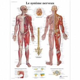 AFFICHE SYSTEME NERVEUX