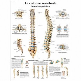 AFFICHE COLONNE VERTEBRALE