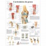 AFFICHES - lot de 8
