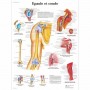 AFFICHES - lot de 8