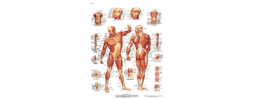  Diagnostic- Ostéologie